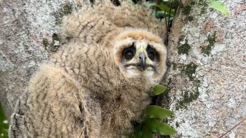 Filhotes de coruja são encontrados em condomínio e resgate evita ataques em Guarujá - Costa Norte