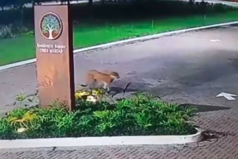 A imagem mostra um animal, possivelmente um cachorro, caminhando em uma área residencial. Ao fundo, há um letreiro que diz 'Residencial Parque The Nicolas', e a cena é iluminada por luzes noturnas. O ambiente é cercado por grama e plantas, com um caminho pavimentado visível.